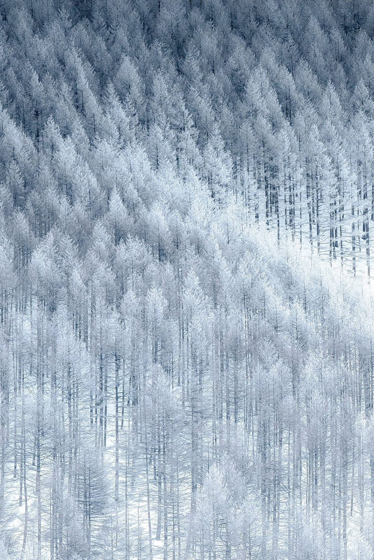 野沢温泉の冬の森